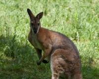 Thesuperwallaby's Avatar